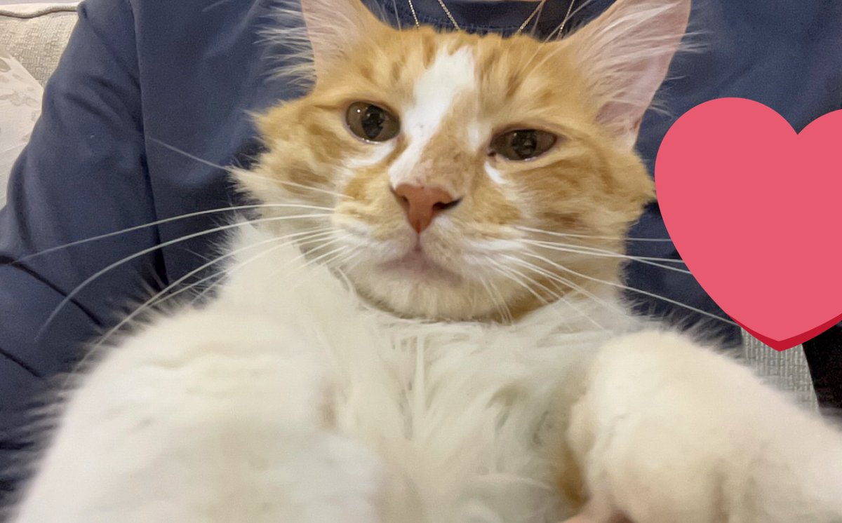 BatnCave's tweet photo. MY CAT TOOK A SELFIE!!! https://t.co/qBrs8NHVV7