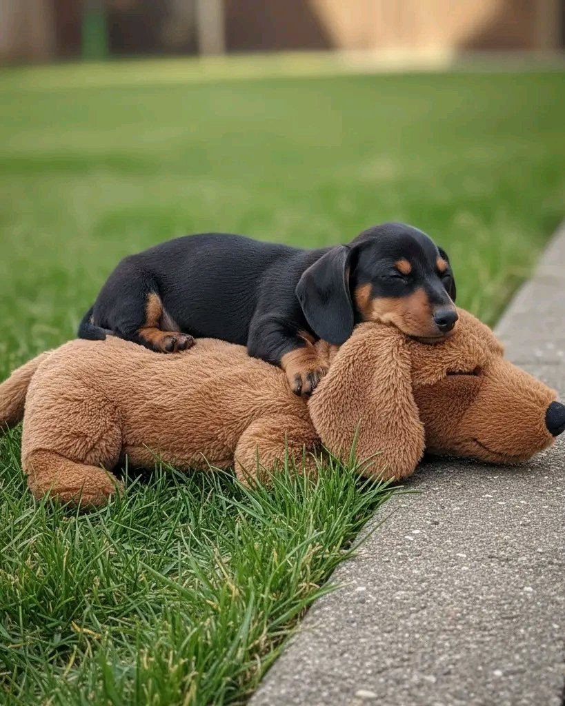 daschundlovers2's tweet photo. Great photography๐๐ฅฐ
#CuteAnimals
#DailyDogs
#FluffyFriday
#SundayFunday )
#WoofWednesday
#Pupstagram
#fblifestyle https://t.co/8SIo8NPu0i
