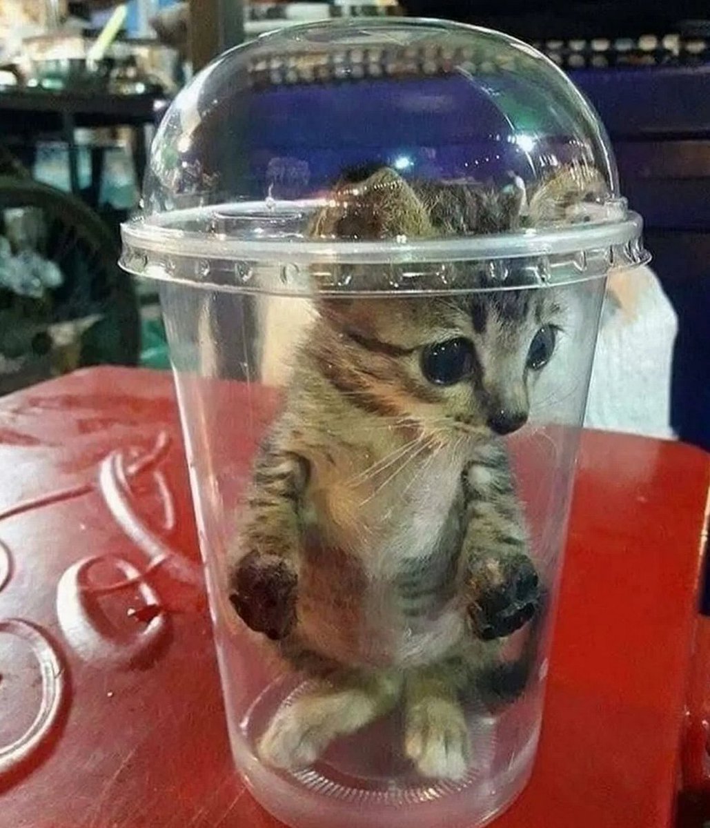 braudel_algo's tweet image. $MON deposit APY is still sitting at 36% on @FolksFinance, and you can even use it as collateral.
36% is way too good not to take advantage of.

If the $MON deposit amount doesn&apos;t 2x in 24 hours, all @monad boys will be punished like the cat below 👇

DO IT FAST