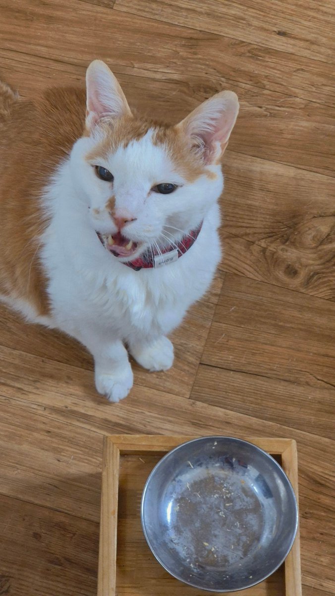 나 집 오자마자 간식 있냐고.. 얼른 달라고 간식그릇 앞에 앉는 고영이.... 아직 없어..🥹 그래도 다행히 천사같은 분이 일본 여행길에 구해와주신다고 하셔서 쫌만 더 기다려달라고 달래본다..