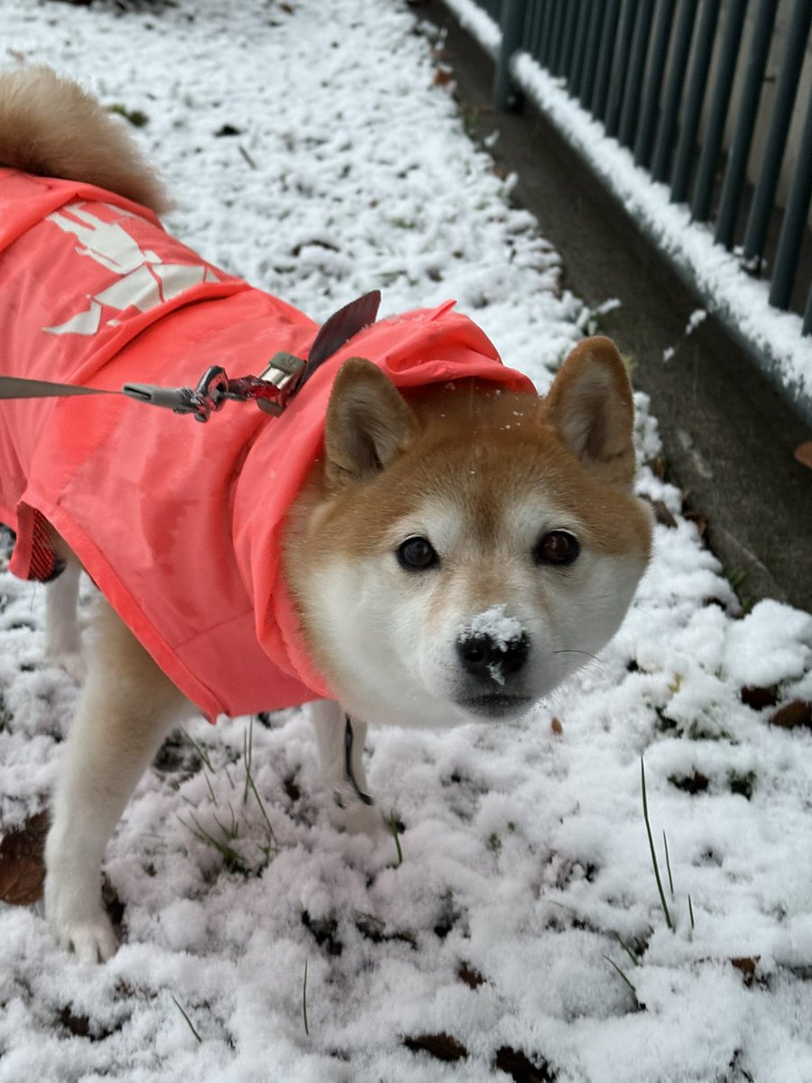 初雪