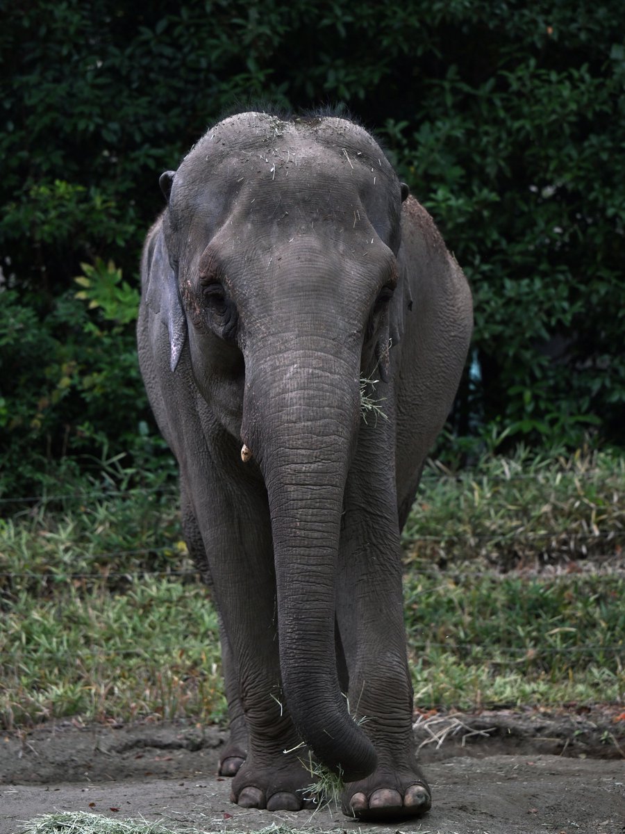 中高年 老い易く 記憶蘇り難し...📷
今宵はこの曲で 明日の記憶容量確保ため本日のことを忘れます（笑） おやすみなさい📷
"Go away little boy"
by Nancy Wilson
youtube.com/watch?v=zSm3eg…
※写真は関係ありません（シュリーは未だ31歳）
#インドゾウ #ズーラシア #elephant #ZOORASIA