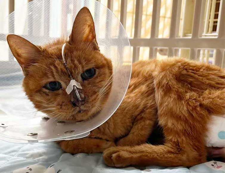 【極美品】猫の腫瘍 近況報告】老猫ニャーチャ再入院へ。 脱水と膀胱腫瘍を抱え、入院での