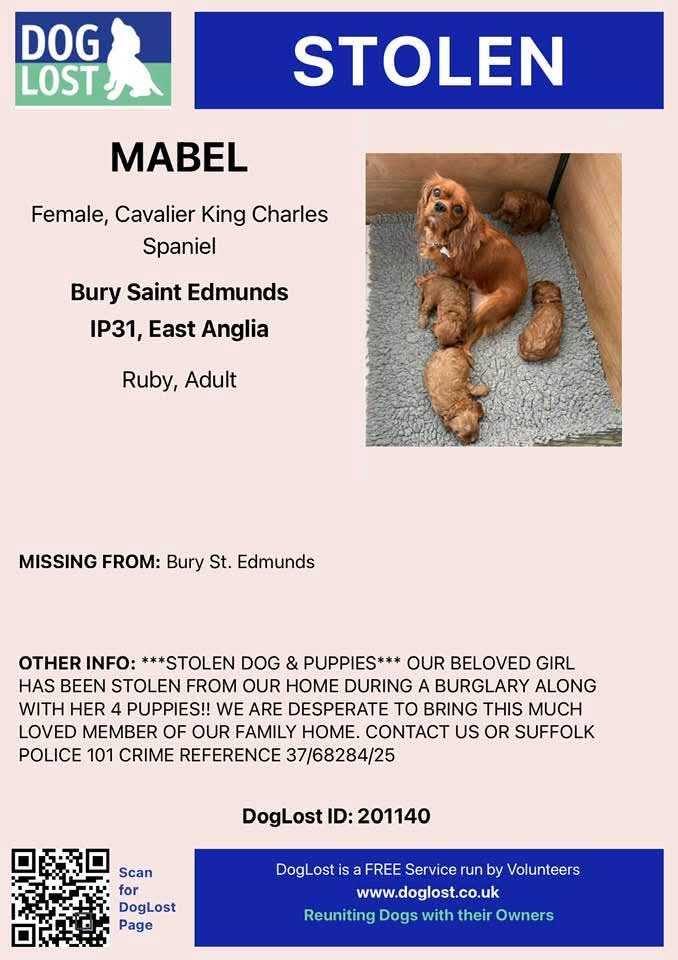 Missing Pets GB tweet media