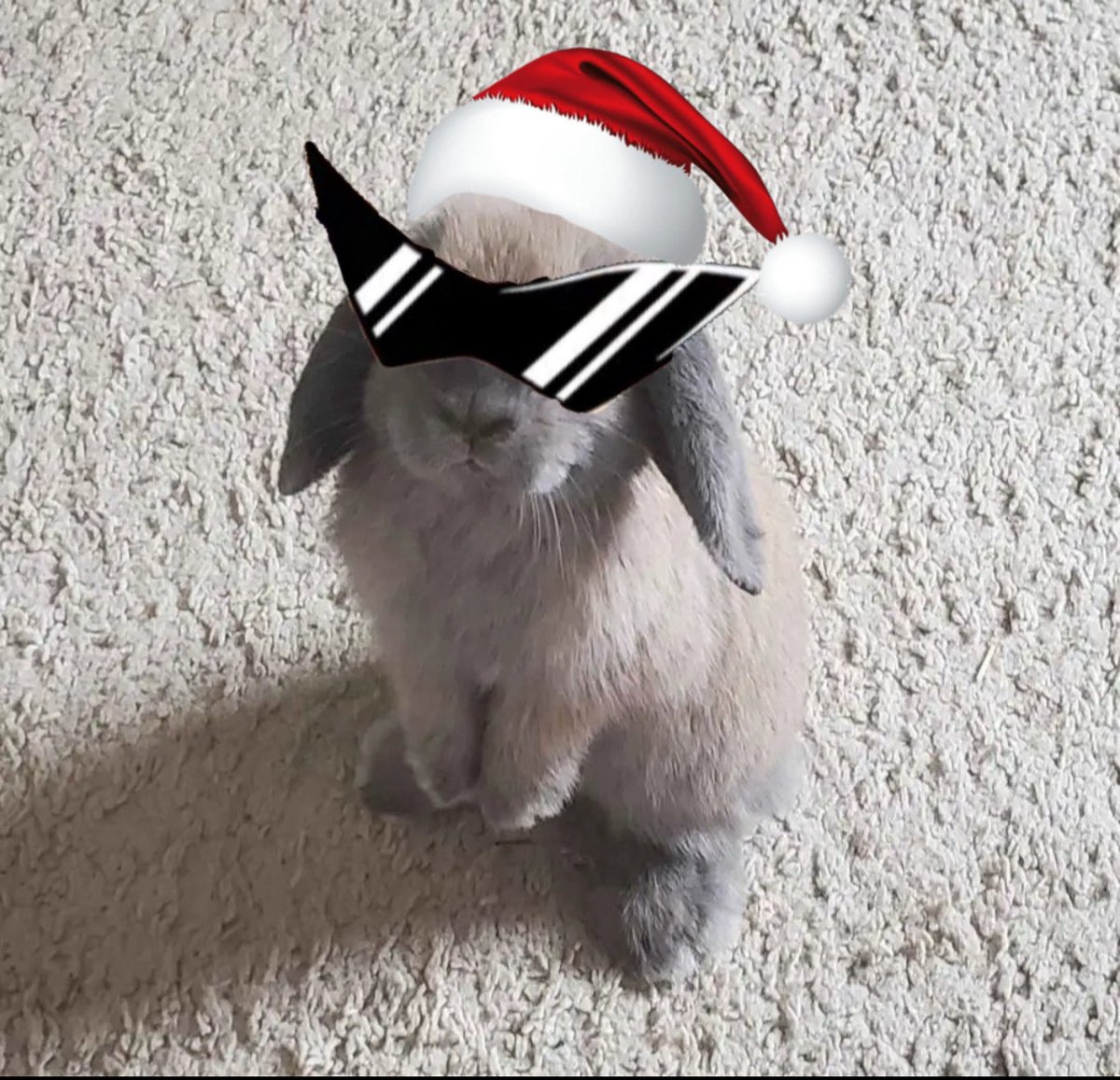 I am now the festive bunny