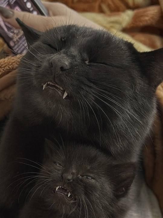 Black cats are not bad luck (@visualscat) on Twitter photo 