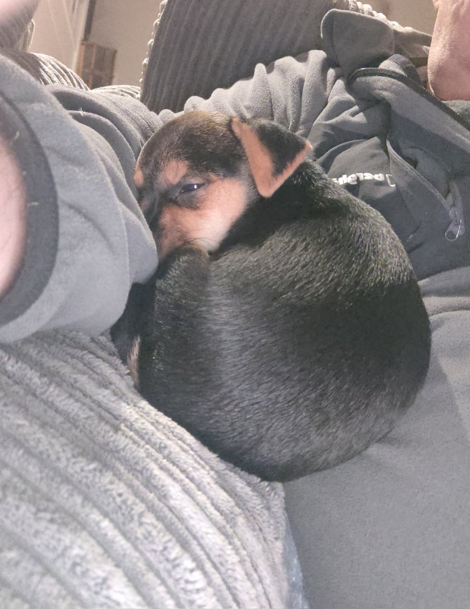 SWWren's tweet image. Edie is enthralled by @root66 as he makes his first Test Century in Australia