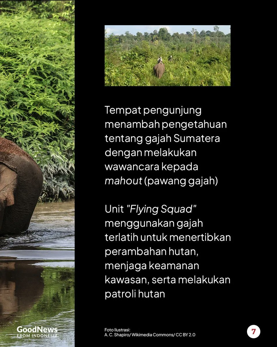 GNFI's tweet photo. TNTN menjadi  habitat vital bagi keanekaragaman hayati sekaligus sebagai salah satu  hutan hujan dataran rendah terbesar yang tersisa di Sumatra. https://t.co/nUpVmXIqAZ