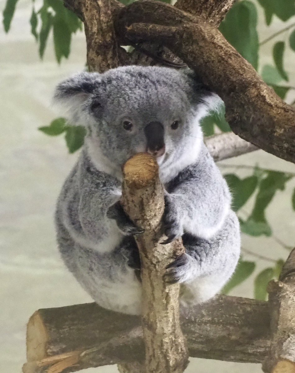 今日は座高測定も✨😊 いろいろ魅せてくれた♡あずﾁｬﾝ♡ 2025.12.04