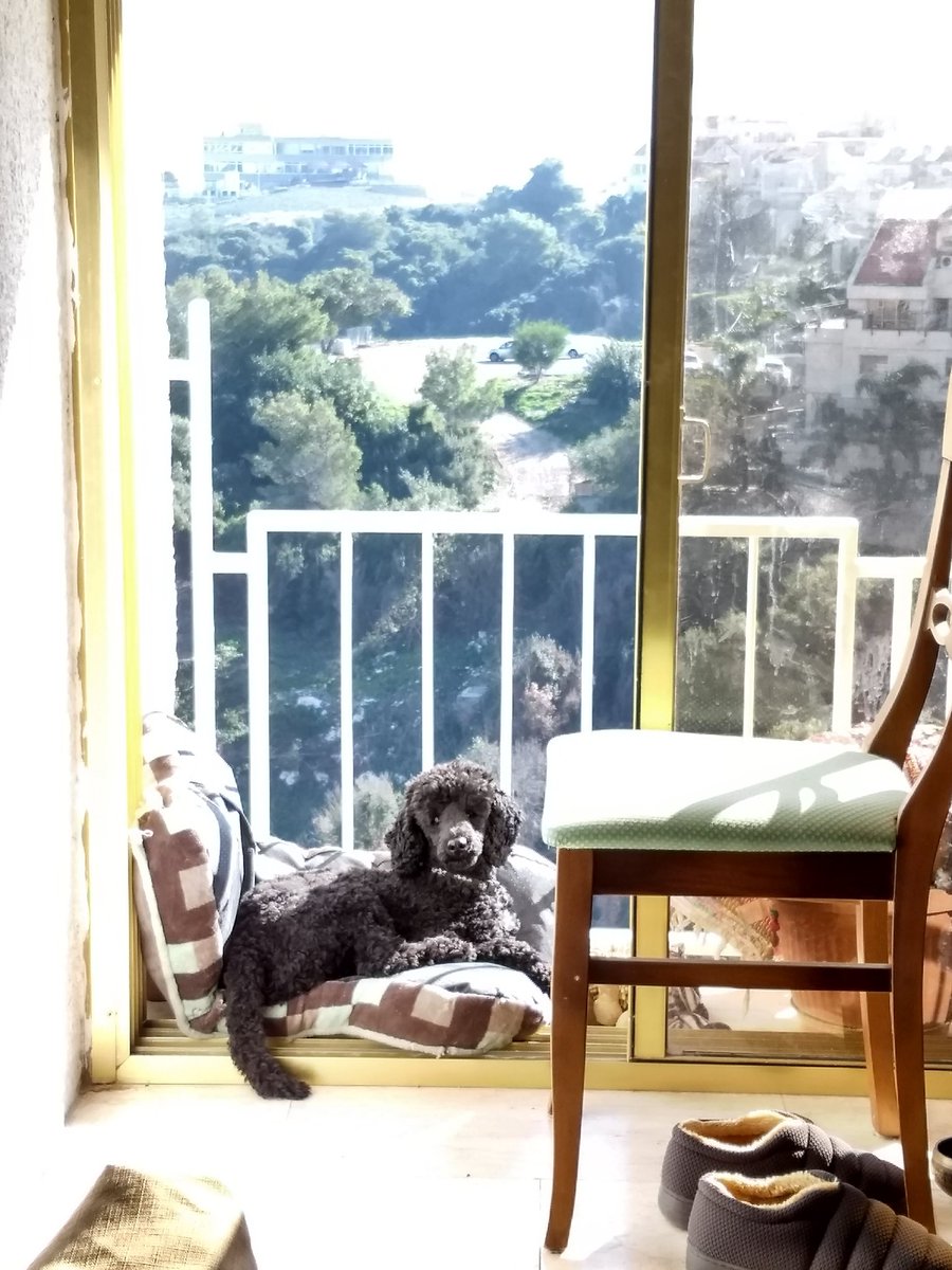 December 2017 -- I do miss the #Mediterranean views and the weather this time of year 

#ThrowbackThursday #tbt #TBThursday #poodle #dogsofx #dogsoftwitter