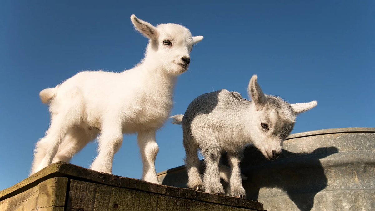 nabe1975's tweet photo. ヤギという生き物は大変に賢く人に懐くようで、母の実家で昔飼っていたヤギは畑仕事に連れて行くと近くの空き地で草を食べてのんびり過ごし、日が傾くとベーベー鳴いて「帰ろう帰ろう」と促したのだという。 https://t.co/HXbC90Qw8o