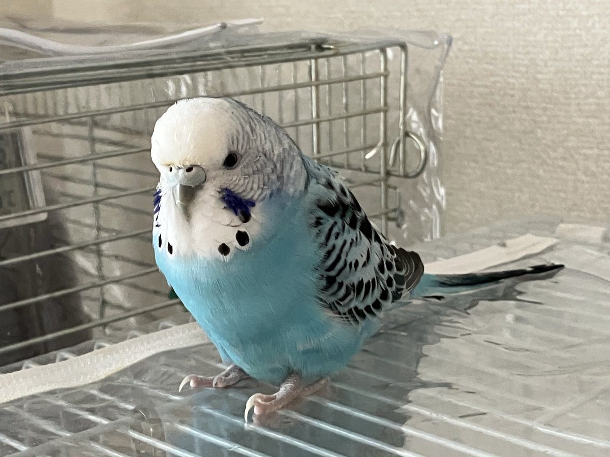 セキセイちゃん入院になってしまった😢
女の子はトラブル多いなぁ🦜
元気になってね