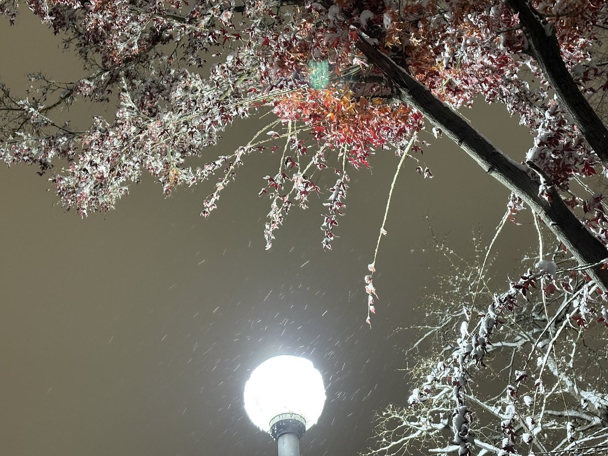 첫눈 치곤 꽤 많은 눈이 
내린거 같다.
아무도 밢지 않은 자리에 내
발자욱 남기며 걸어본다.