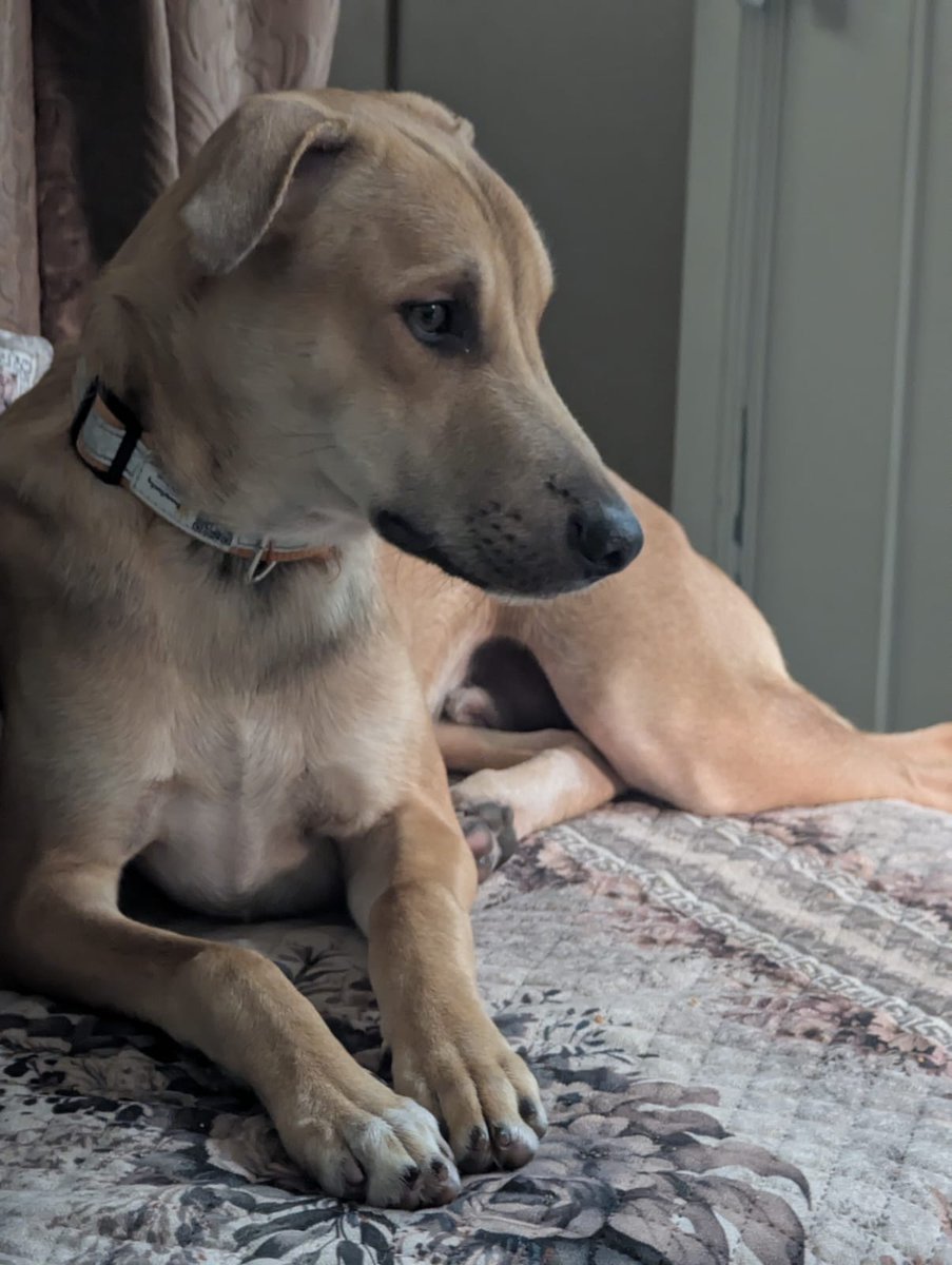 manju8bhatia's tweet photo. #adoptionsaveslives
#adoptionpost
#adoptdontshop
#adoptme #adoption #adopt
This male indie is looking for a loving home.He is 6 months age, located in #Chandigarh,can be transported to nearby cities.
He is fully vaccinated,playful and excellent guard dog.
WhatsApp..9815079149 https://t.co/qglAwHxrCV