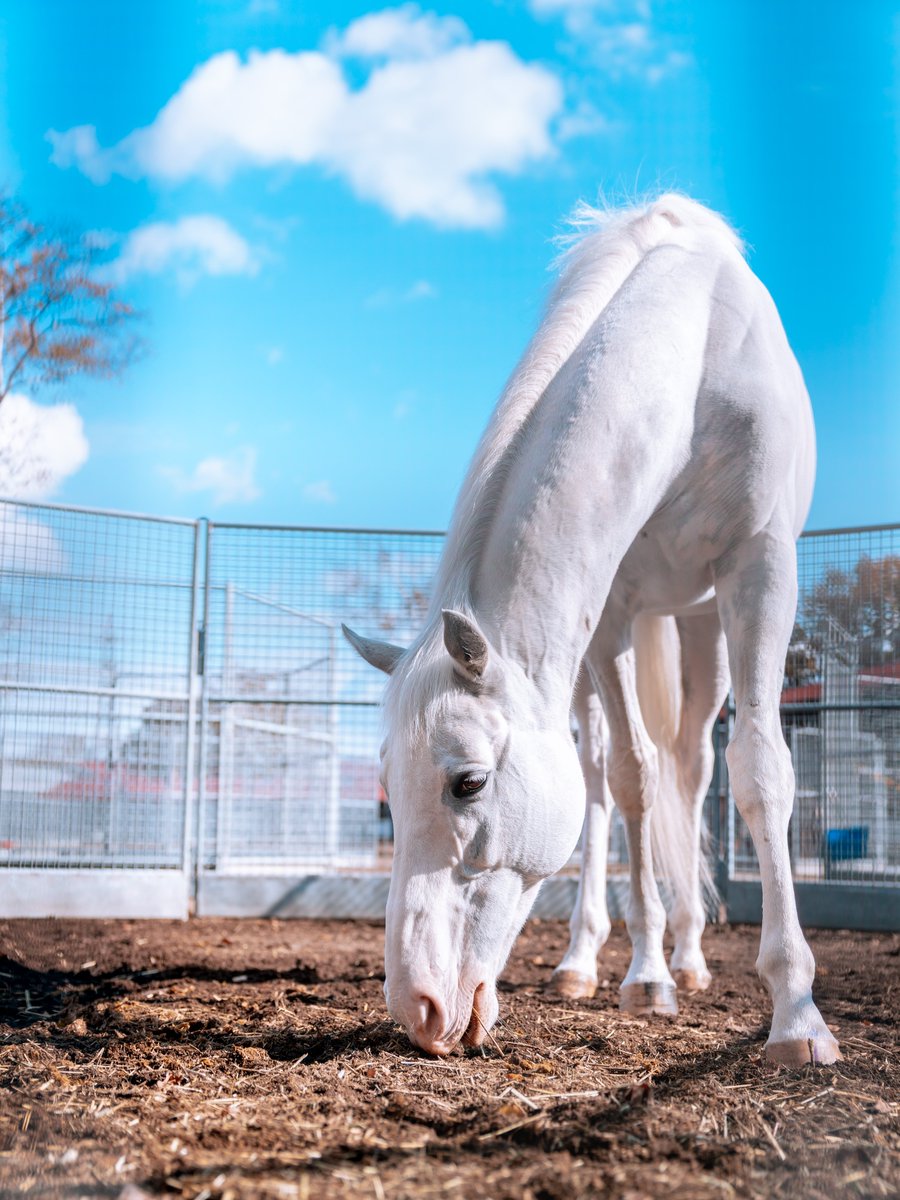 【2点購入150円引】ライオンくんがうまれたよ　やまもとよしこ 🍀ぴよこ🐴🐎🍌🐟NYツアー1＆2弾A🇯🇵🇺🇸 (@a_kinoko) / Posts / X