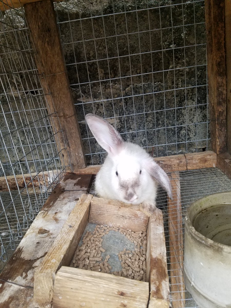 As_Siddique17's tweet image. As-Siddique Rabbitry.

A surprise for anyone who get the name of this breed.

#Farming 
#Rabbitry
#Agric