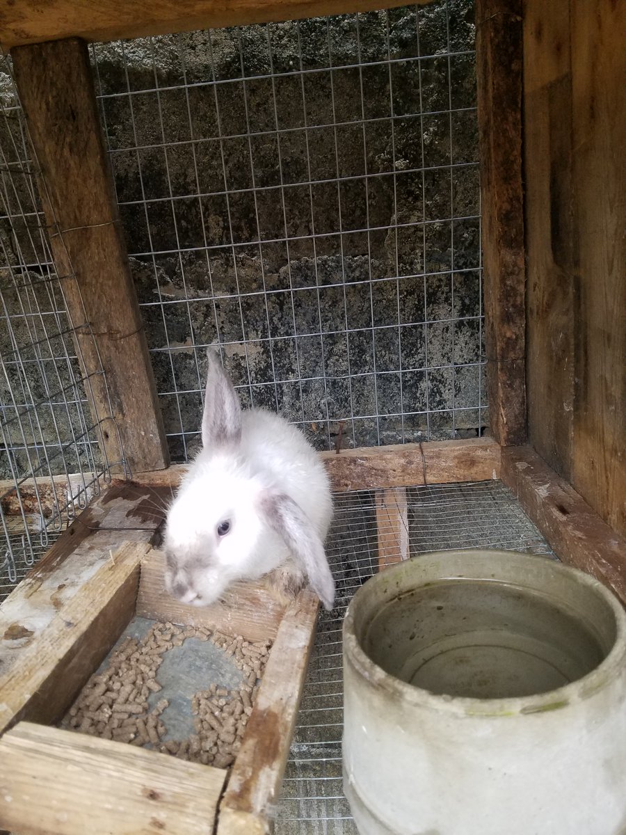 As_Siddique17's tweet image. As-Siddique Rabbitry.

A surprise for anyone who get the name of this breed.

#Farming 
#Rabbitry
#Agric