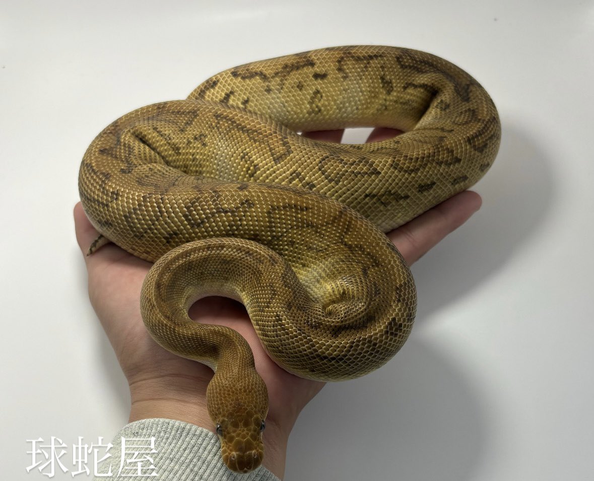 tamahebi_bp's tweet image. 【販売個体】
Cypress  Pinstripe Clown ♂
2024JPCB
¥168,000

年明けにはペアリングできると思います‼︎
生で見るとまだまだ赤いです！

#ボールパイソン
#ballpython
#爬虫類
#球蛇屋