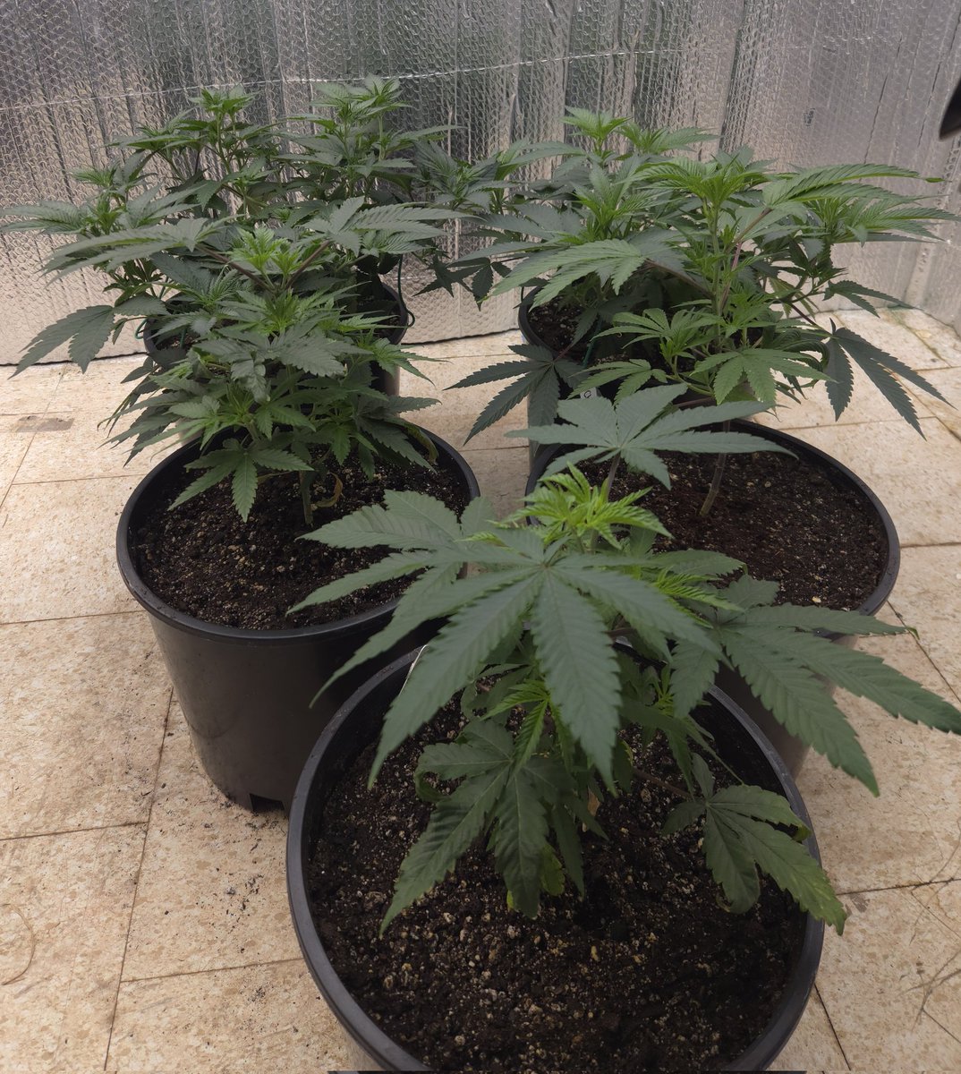 kclightup's tweet image. Morning check on the plants and they are just growing and looking great. This weekend is flip time and watch them build beautiful flowers!!! #growyourown #fuckcancer #GetScreened
