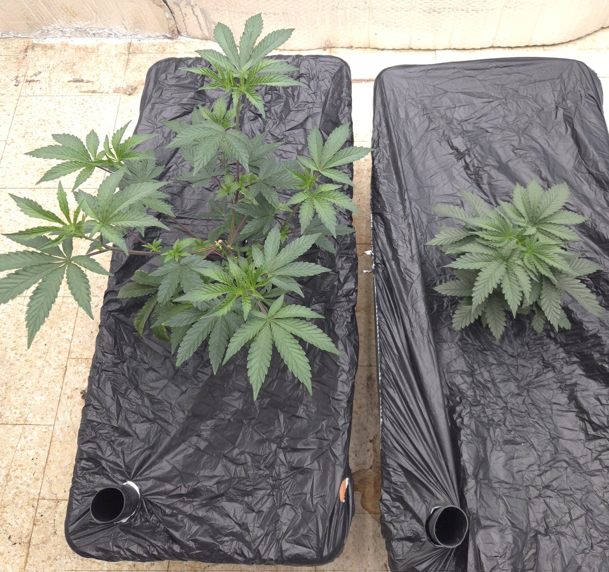 kclightup's tweet image. Morning check on the plants and they are just growing and looking great. This weekend is flip time and watch them build beautiful flowers!!! #growyourown #fuckcancer #GetScreened