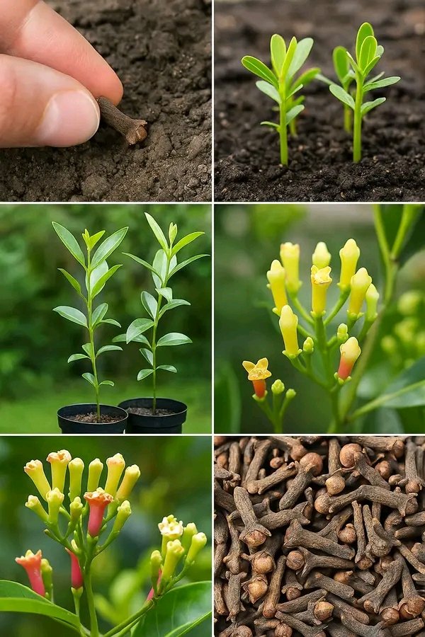 Agrieconom's tweet photo. How to Grow Cloves (Syzygium aromaticum) 🌸
 | Step-by-Step Guide .......👇 https://t.co/gN3EUOG9Ct