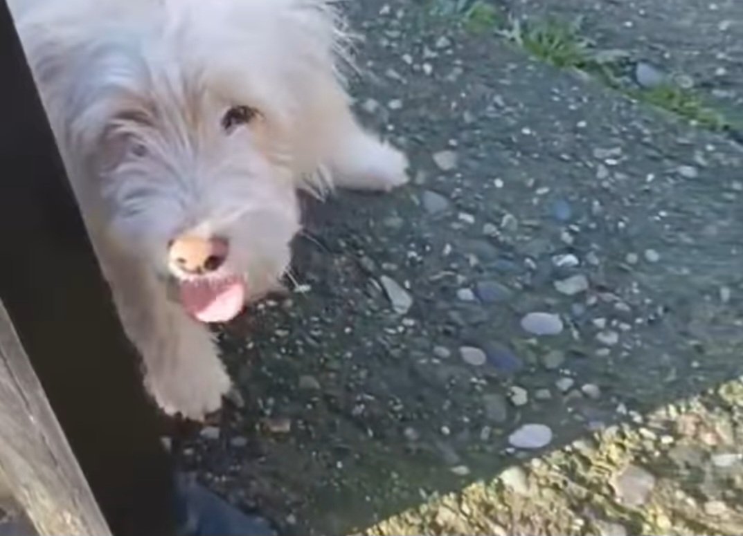 KatKatPt's tweet image. 🆘️🆘️🆘️
Ακόμα μια εγκατάλειψη μικροσωμου ρατσατου 
Το κορίτσι είναι 1 έτους κ περίπου 7 κιλά 
Αναζητείται φιλοξενία ή ακόμα καλύτερα υιοθεσία 
Για περισσότερες πληροφορίες επικοινωνία με το τηλ
Rt 🙏 🙏 🙏