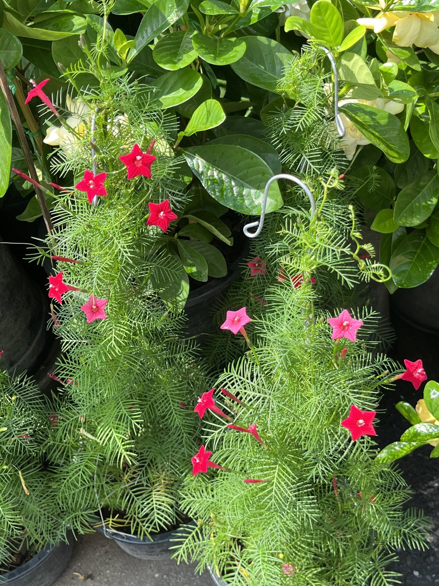 ไปเดินตลาดต้นไม้มา เจอดอกไม้รูปดาวล่ะะ น่ารักมากกกกกกกก 😭🌟💖