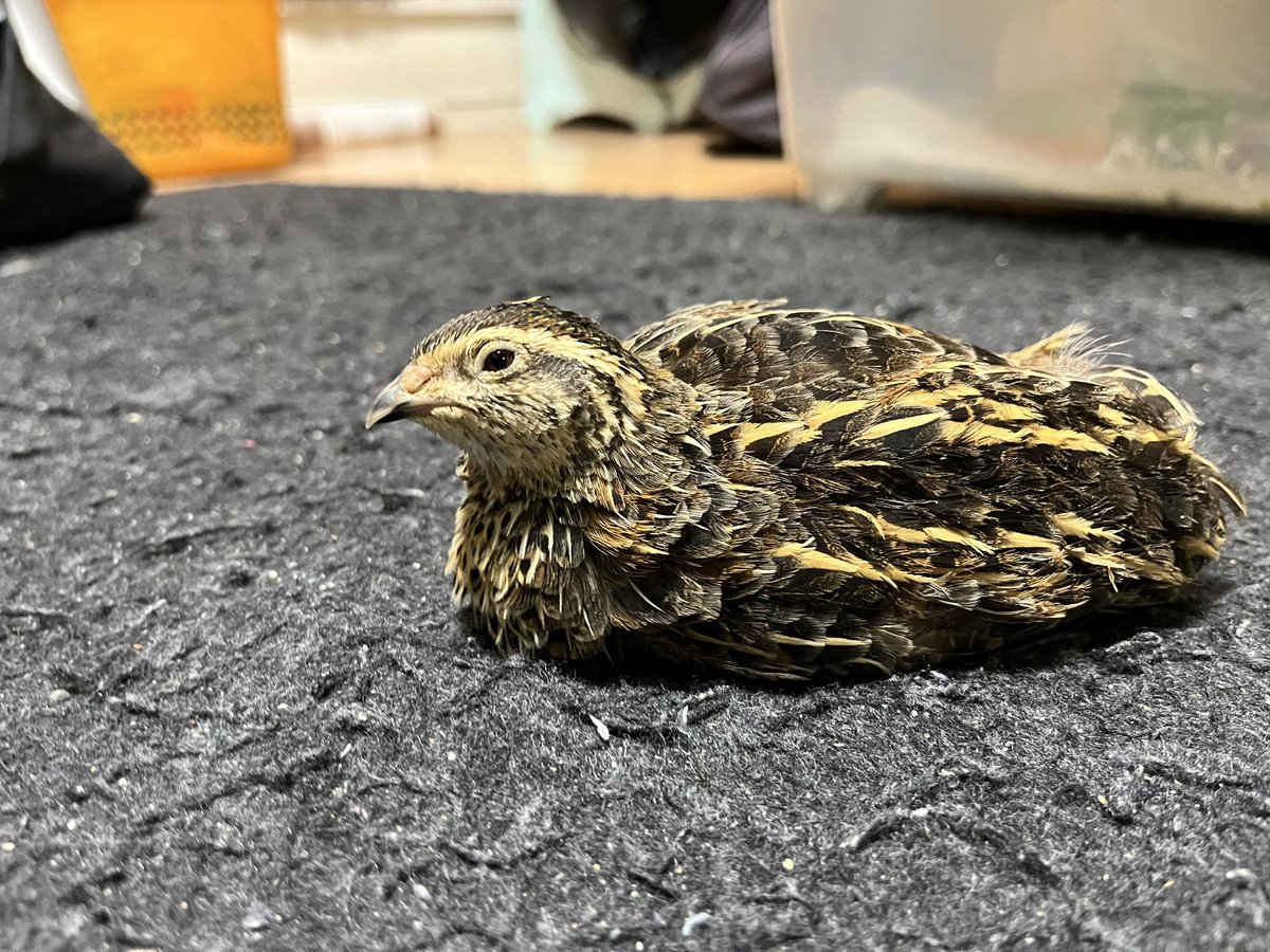 あんた随分リラックスするようになったわね