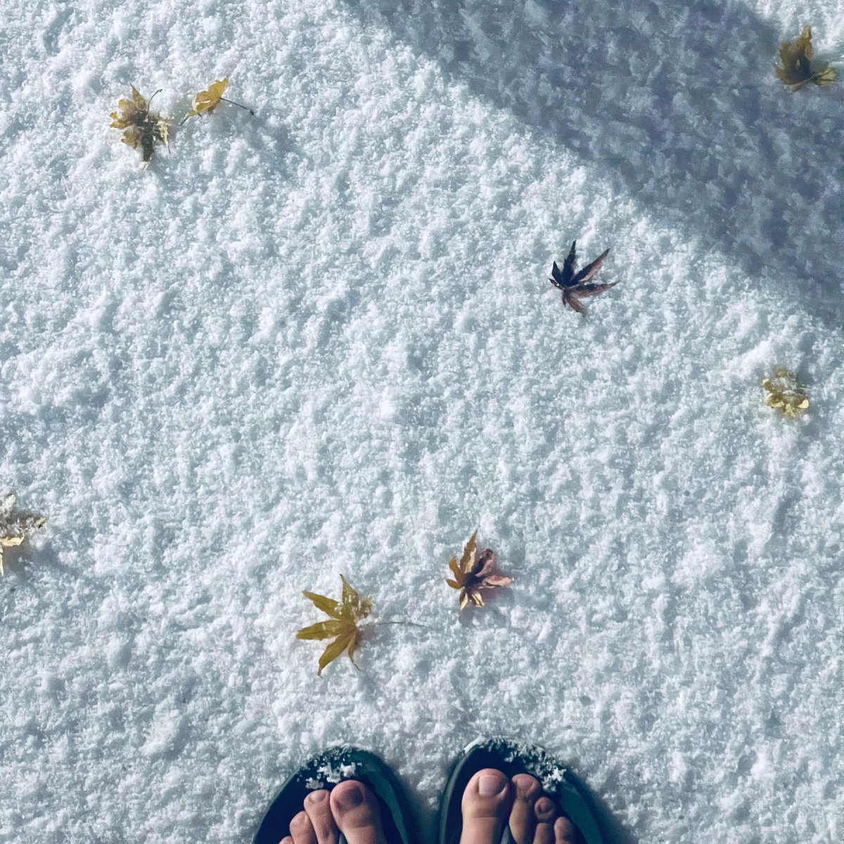 서울살이 오래여도 눈 소식만 들으면 맨발로 뛰어가고 마는 남쪽 출신의 마음❄️
첫눈 위로 남은 단풍이 내려앉았다🍂🍁