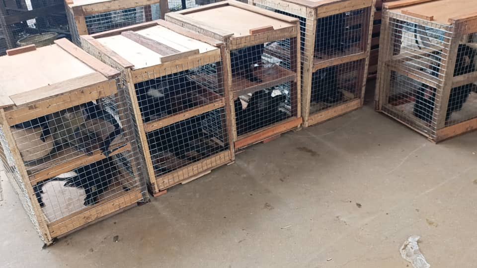 Conserv Congo tweet media