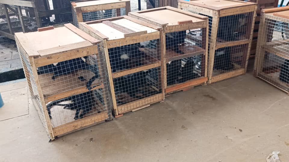 Conserv Congo tweet media