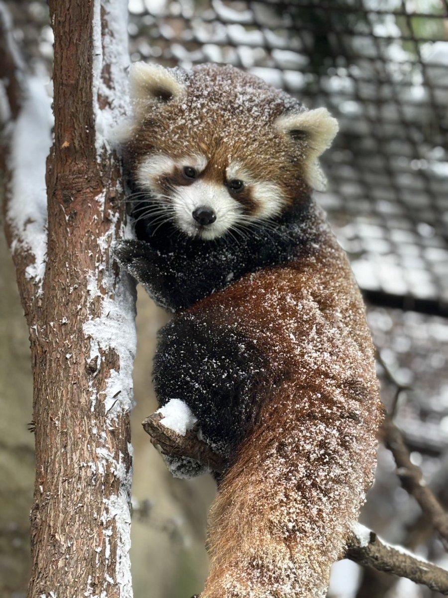 レッサーパンダ…