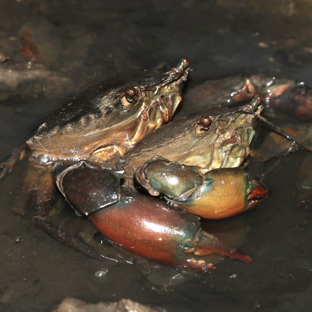 カニの散歩道Crabs' Promenade (@crabspromenade) / Posts / X