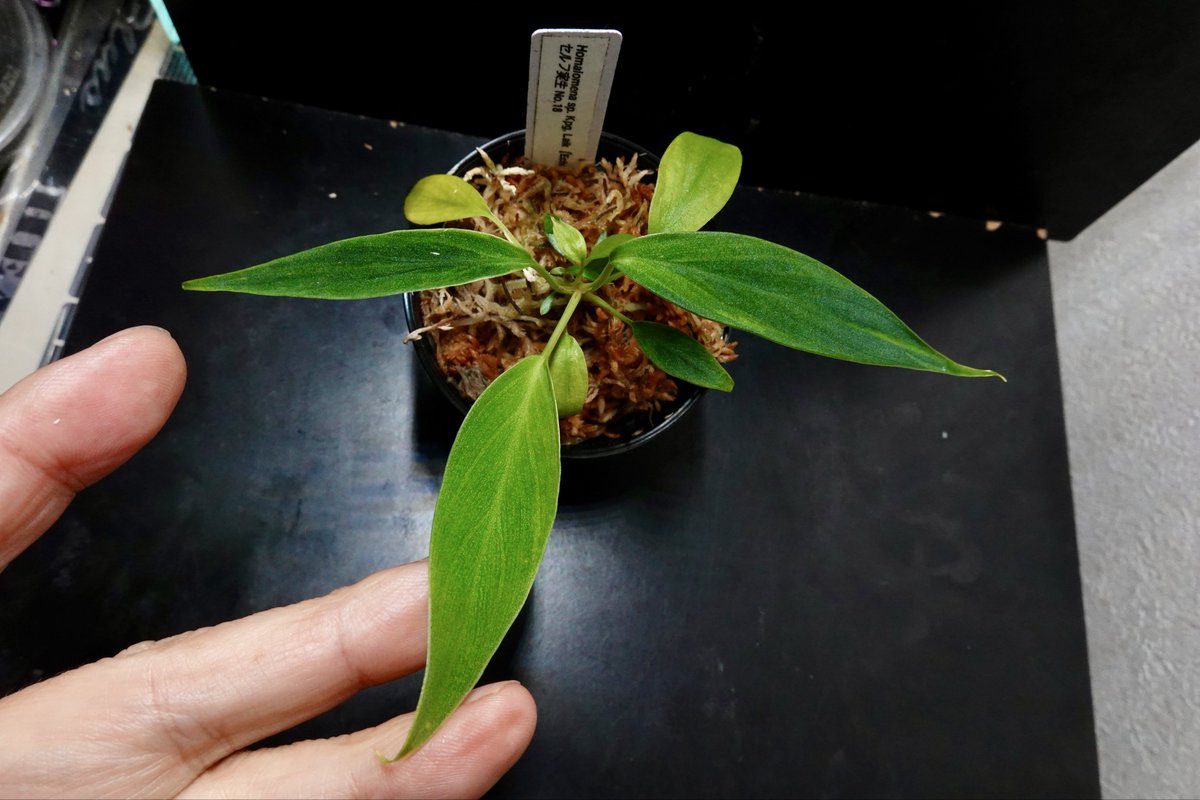 のび太 (@8PuxvOvCCRTys2f) / Posts / X