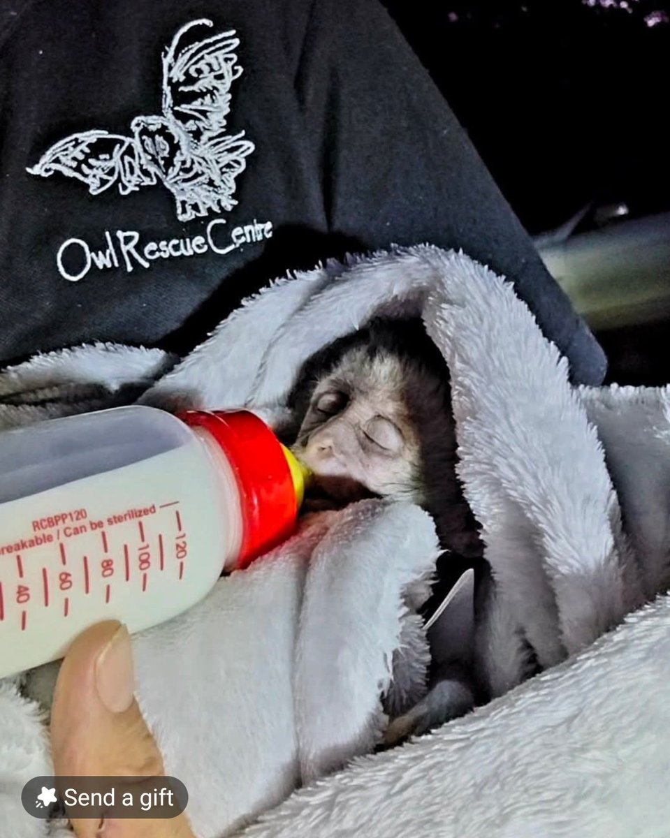 This Christmas, consider trimming your gift spending and spare a thought for the incredible individuals who devote themselves to protecting endangered animals and caring for dogs.

The Owl Rescue Centre, in Hartbeespoort, is one such organisation, made up of incredible
