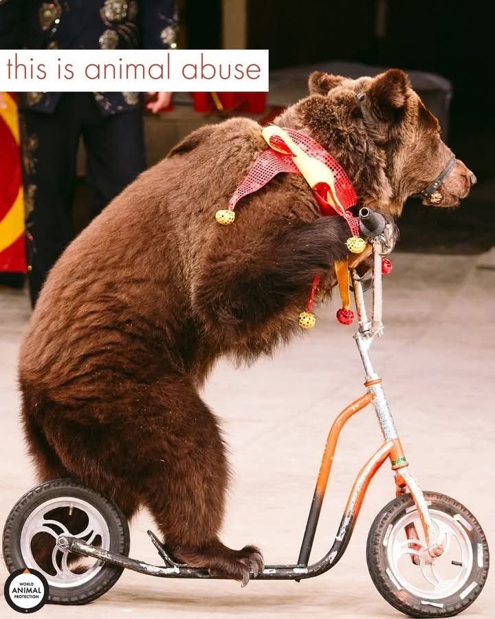 Bears don't do this because they want to—they do it because they're scared of what will happen if they don't. 💔🐻