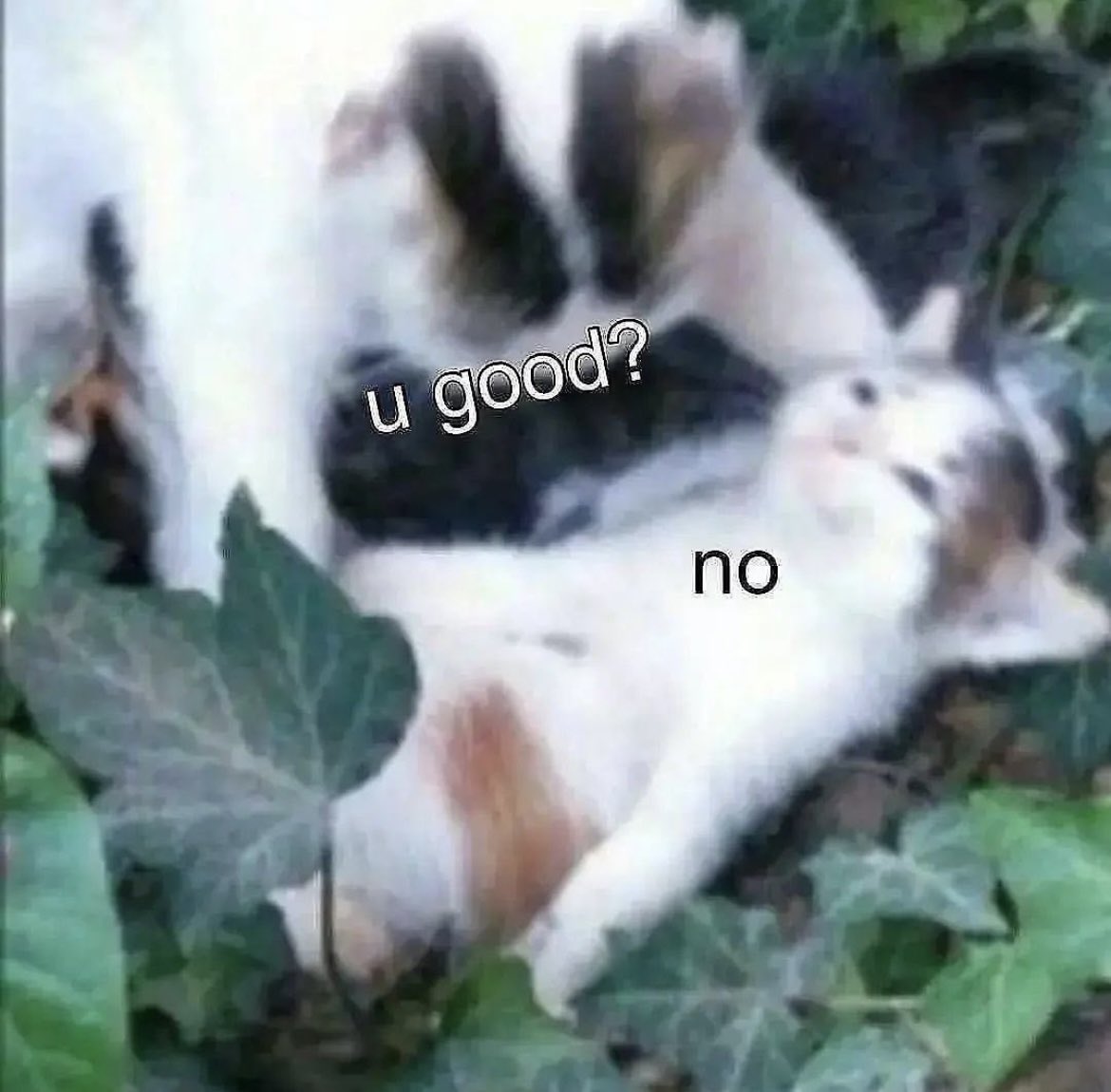 Soundwave with 200+ voice lines and an actual music player.....