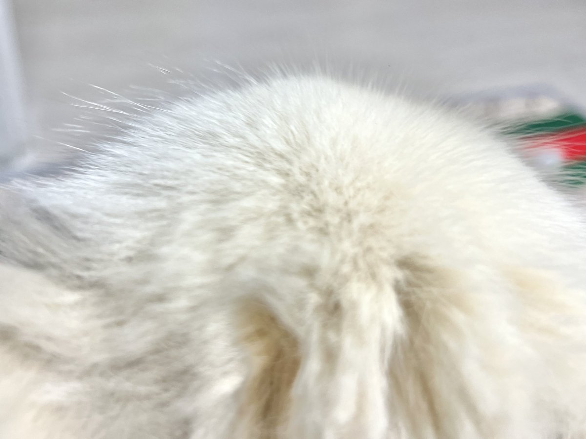 無事に着きました〜へろへろ
ｲｯﾇに癒され中🐶