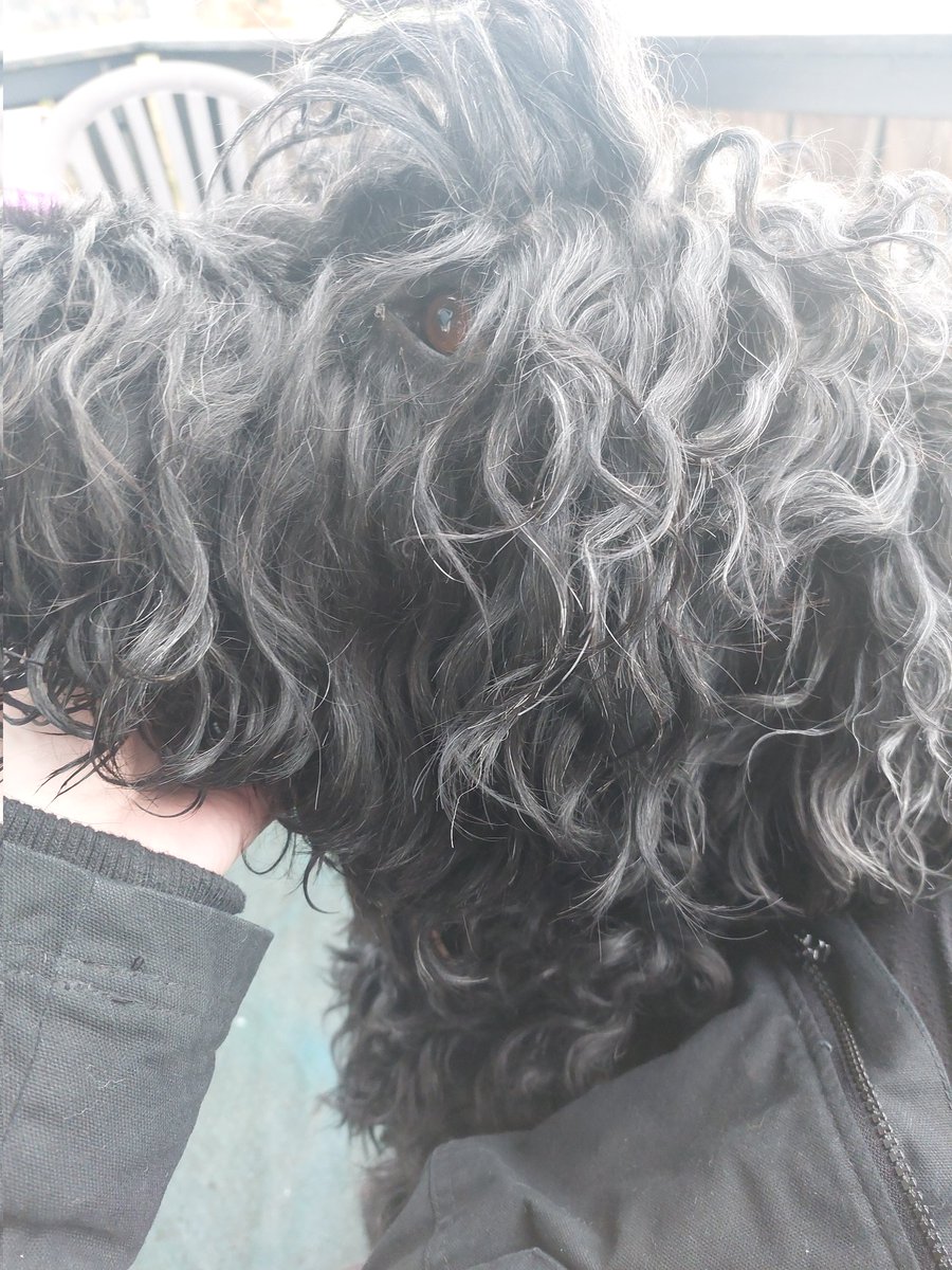 Gerade klopft es an meiner Zimmertür.

Mein Vater...."Der gibt keine Ruhe. Der will zu dir. Das ist doch NICHT NORMAL!"

😍 Hab wieder einen Freund fürs Leben. Das erinnert mich sehr an meinen Gustav damals. Wir waren auch unzertrennlich. Und vielleicht heule ich gerade ein