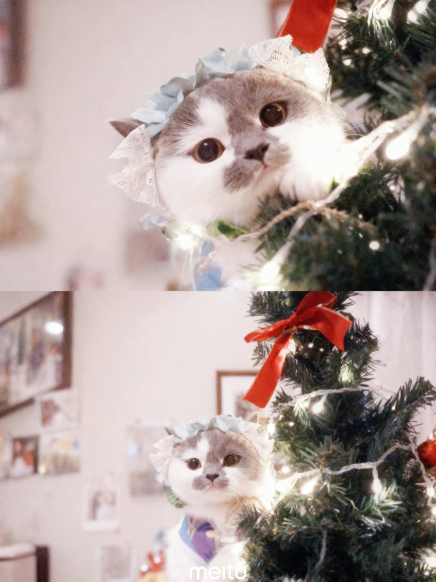 sakamoto_0905's tweet photo. 🎄
#Meitu #クリスマス https://t.co/g9YZ2HFWUq