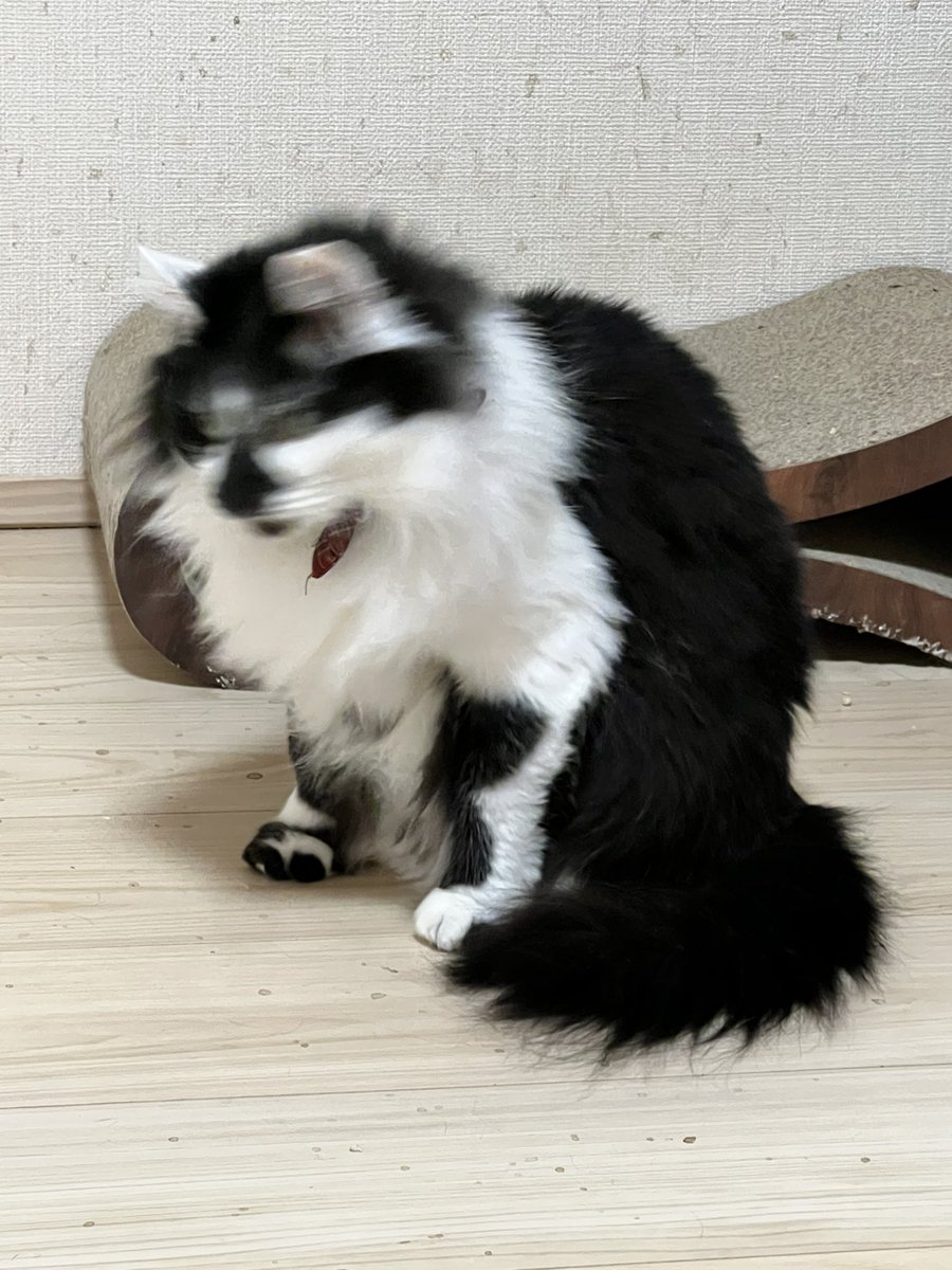 sakuraYchabo's tweet photo. あらあらサクラさん、ちょっとしたバリカンまで登場して、今回はこれくらいだけど、それでもなんでそんなボリュームあるんですか？？(しかもブレブレやないかい！) https://t.co/FMDTw1ot7t