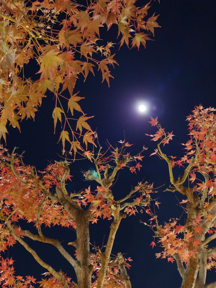 釜川イルミネーション🌕️