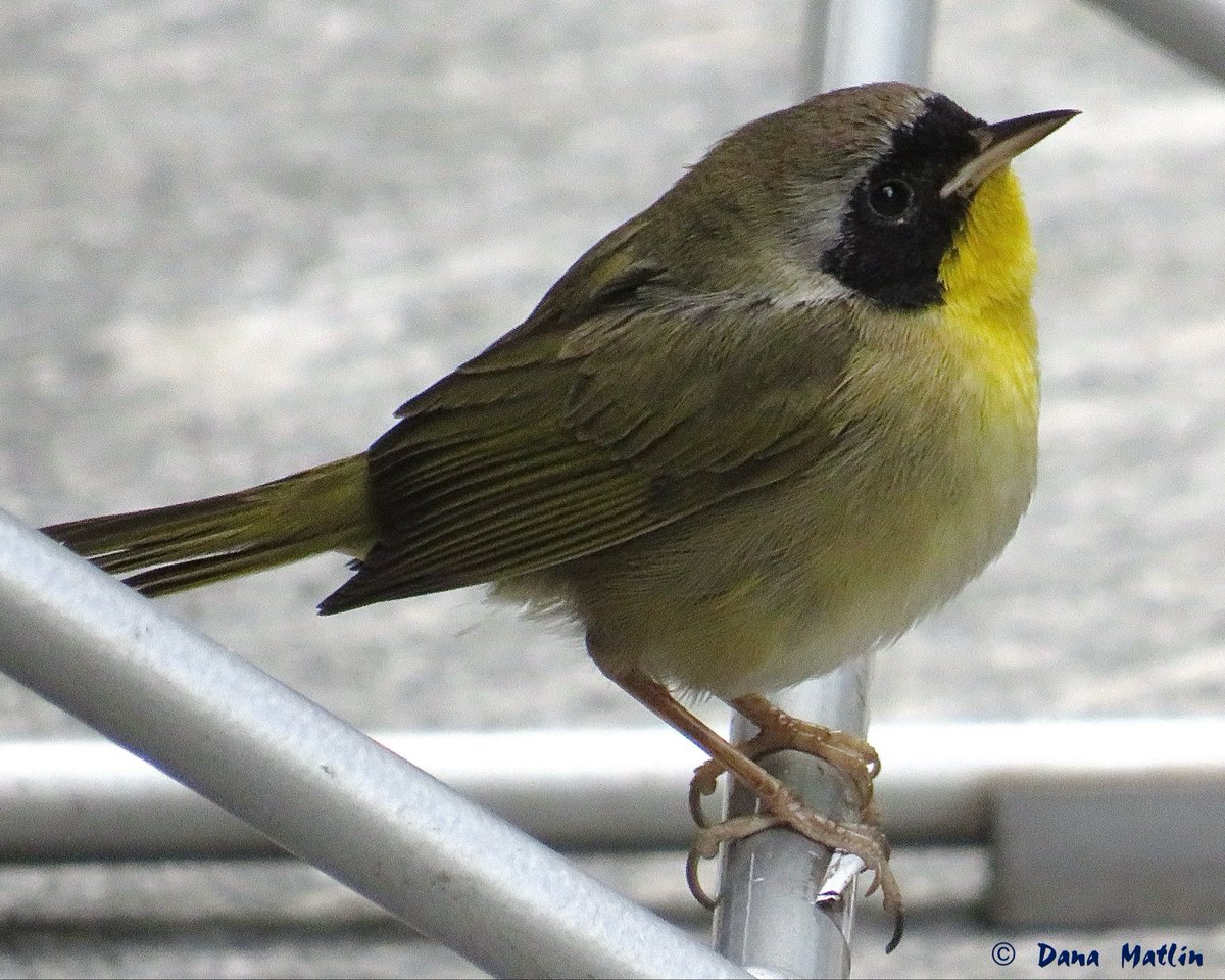 dana_mnyc's tweet image. Adorable Common Yellowthroat at Verizon Plaza last week. #birdcpp