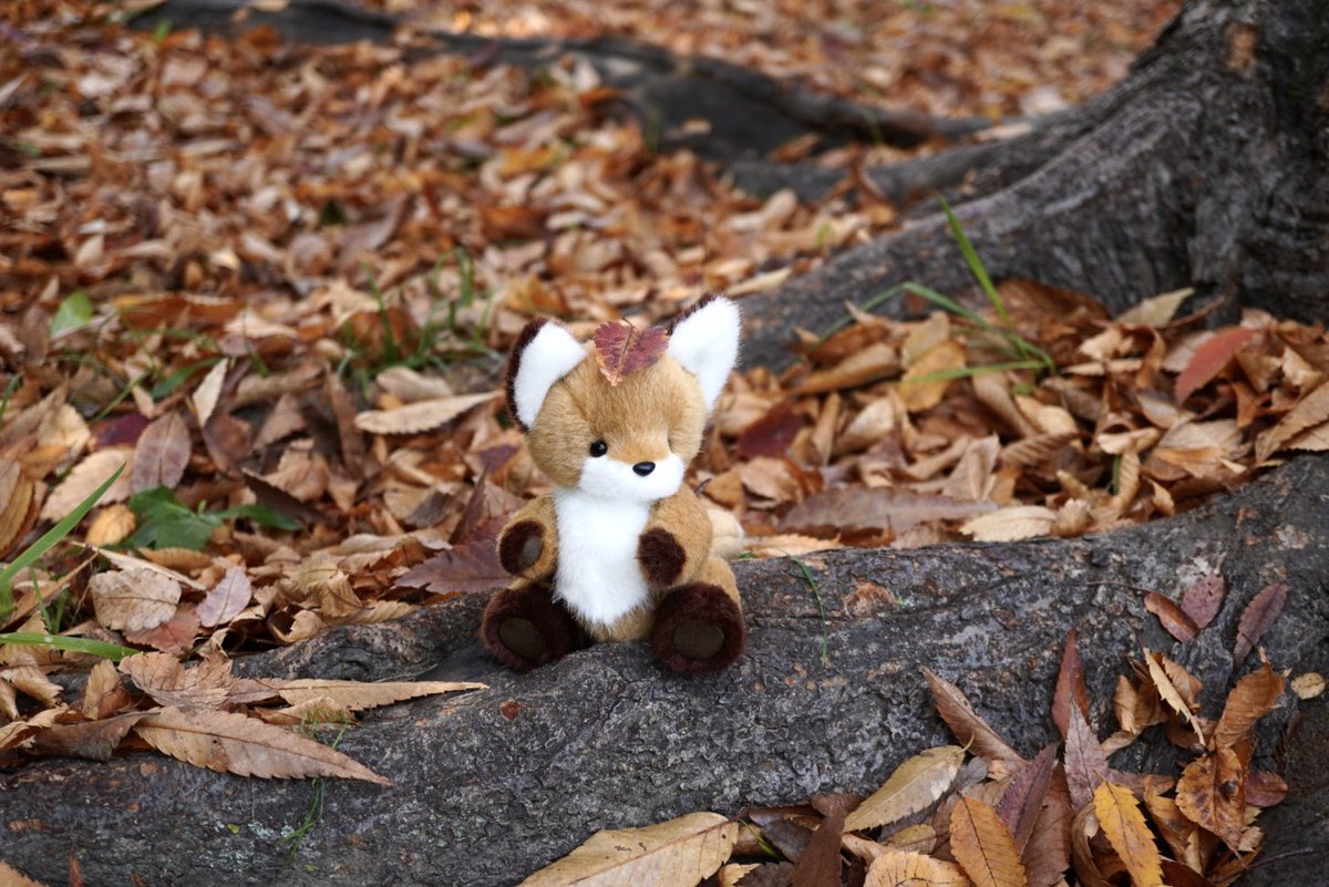 はす (@hasunokuma) / Posts / X