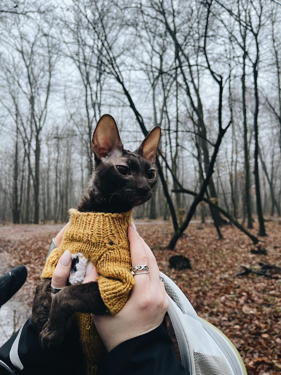 Напівлісовий кіт в светрику привертає вашу увагу до важливого збору. Сюди треба ваших монет 🤌🏻