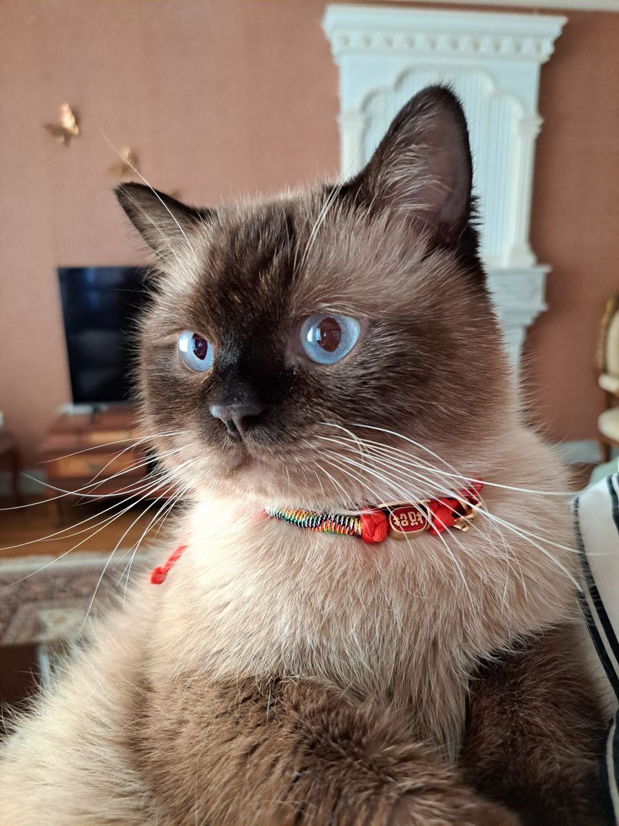 azin199675's tweet photo. منم بازی 🫠🐈 https://t.co/V2ozH3Bfmj