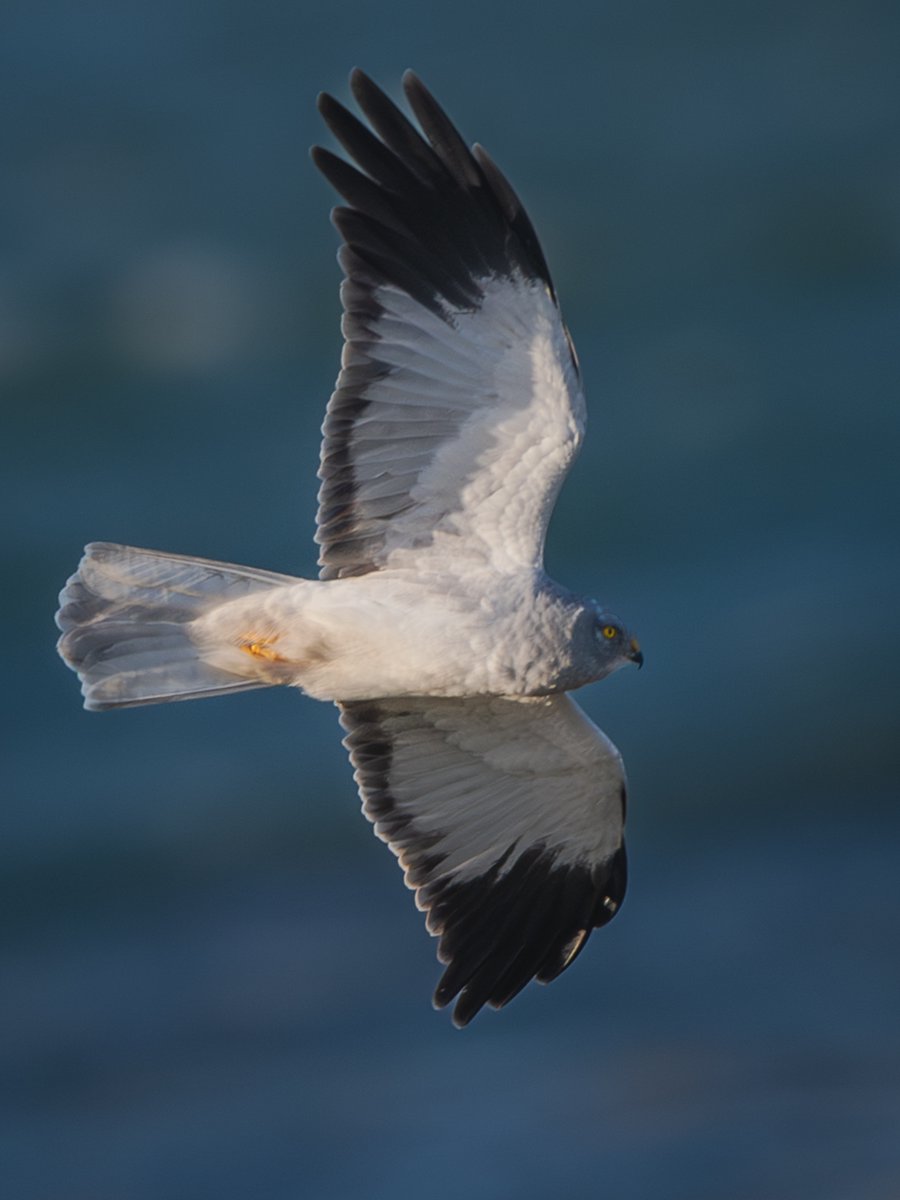 manxmannin's tweet image. Male Hen Harrier hunting at Langness, December 2025   #isleofman #naturebeauty 🇮🇲