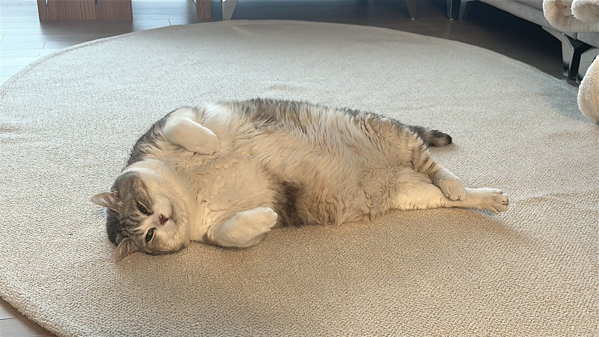 잘생긴 다꾸와 고양이는 최고의 테라피