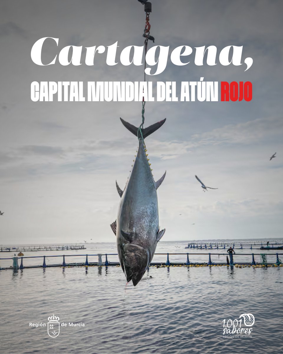 #Cartagena es la capital mundial del atún rojo 🐟. Así, sin exagerar.
Un producto que viaja a las barras de los restaurantes más exigentes del mundo y con un gran trabajo detrás, el de Grupo Ricardo Fuentes.
Lo dice <a href="/elpais_gastro/">EL PAÍS Gastro</a> 👉🏽 f.mtr.cool/ronjwujpew

#1001SaboresRM