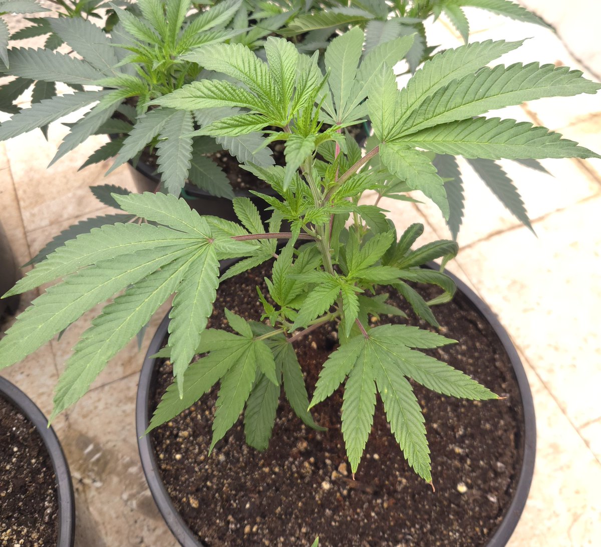 kclightup's tweet image. @Capulator1 Chem Chillz is looking good this morning. 
#growyourown #fuckcancer #GetScreened